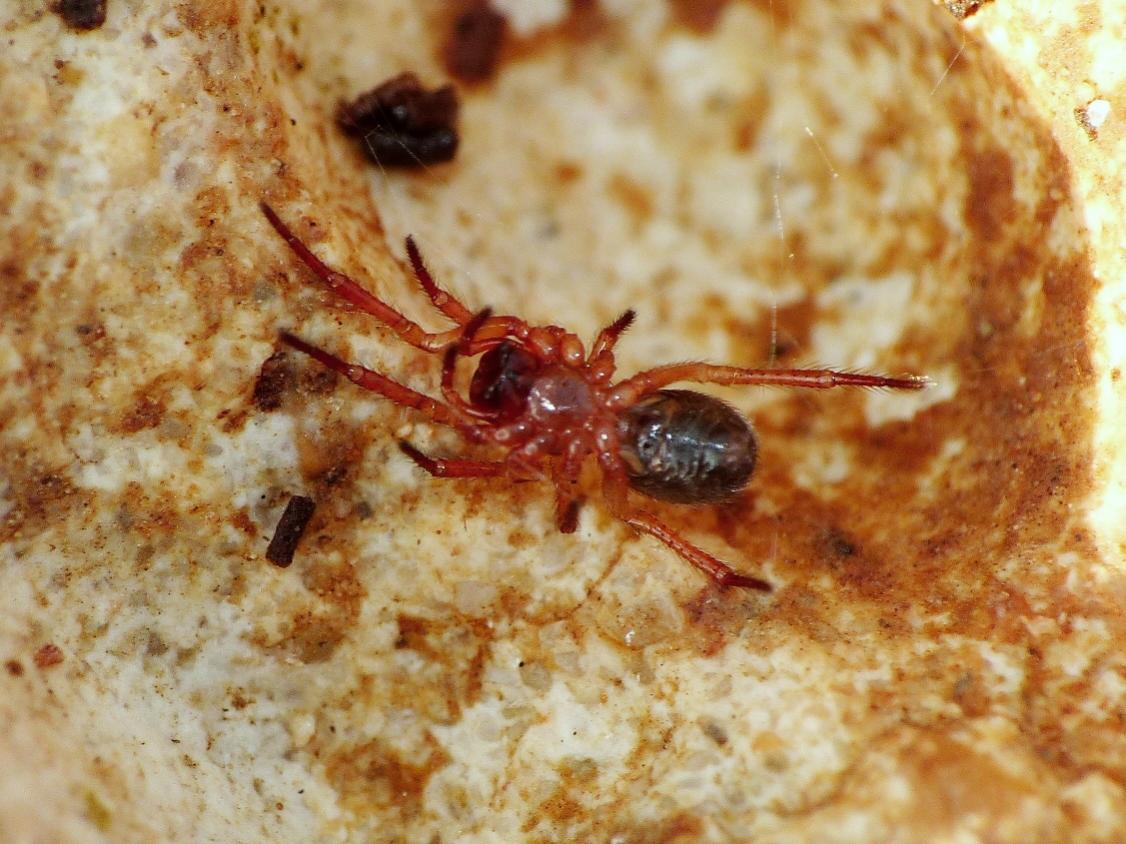 Theridiidae misterioso - Torrimpietra (RM)